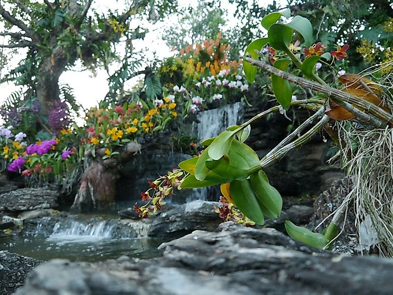 Orchids and waterfall within the Singapore Botanic Gardens.