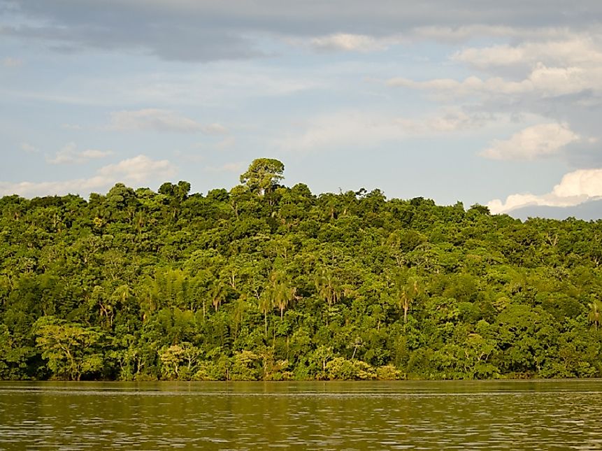 An old growth forest stands along the banks of the Parana River.