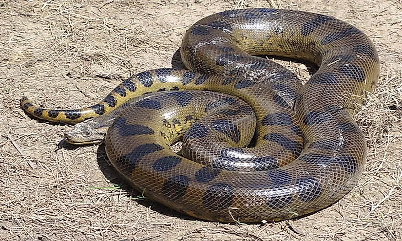 An anaconda in Peru.