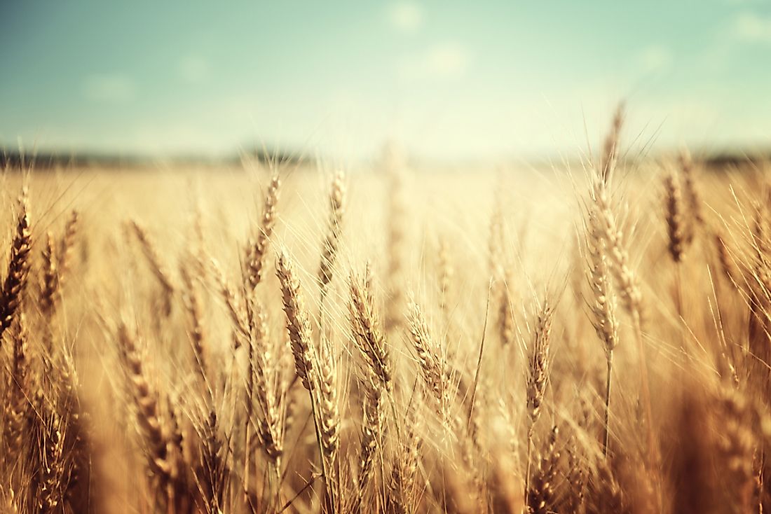 A wheat field. 
