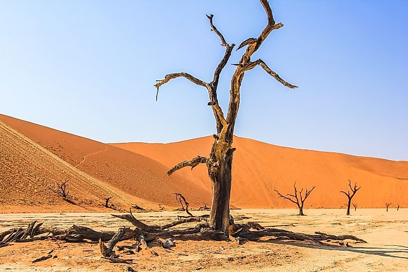 A dead tree suspended in time, preserved by the environmental conditions of the Deadvlei clay pan for centuries.