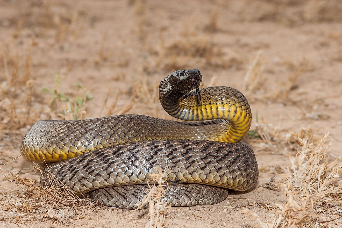 An inland taipan in the Australian Outback.