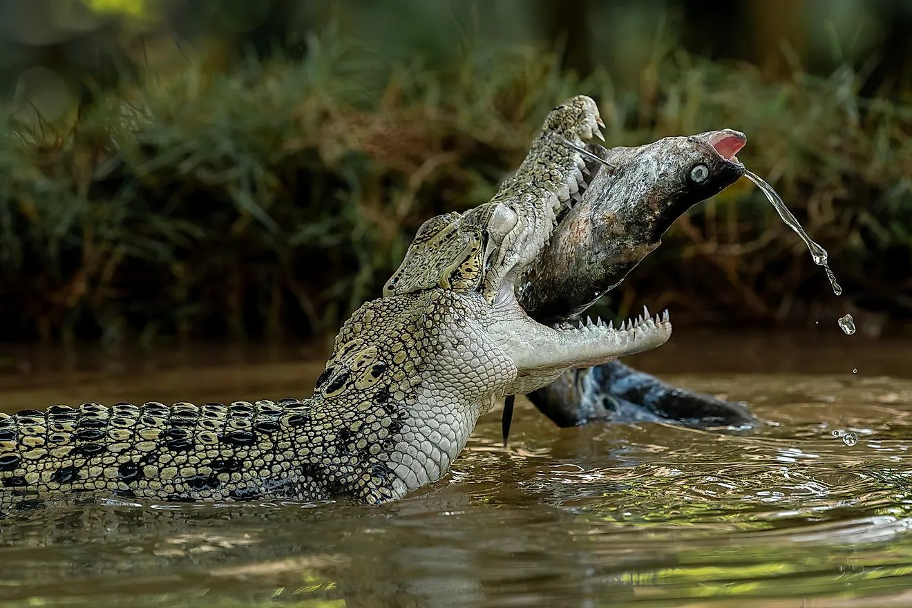 The Saltwater Crocodile (Crocodylus porosus)