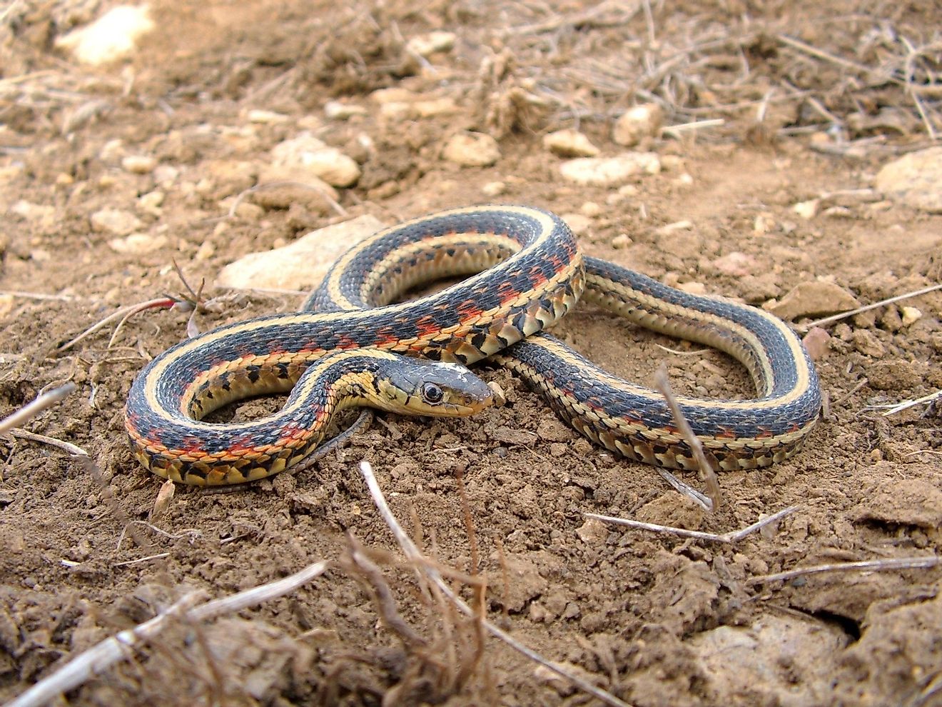 A red-sided garter snake is one of the few species of snakes found in the taiga. Image credit: Matt Jeppson/Shutterstock.com