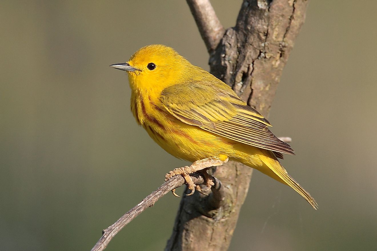 A domestic canary, a sentinel species, is used to detect gas in coal mines.