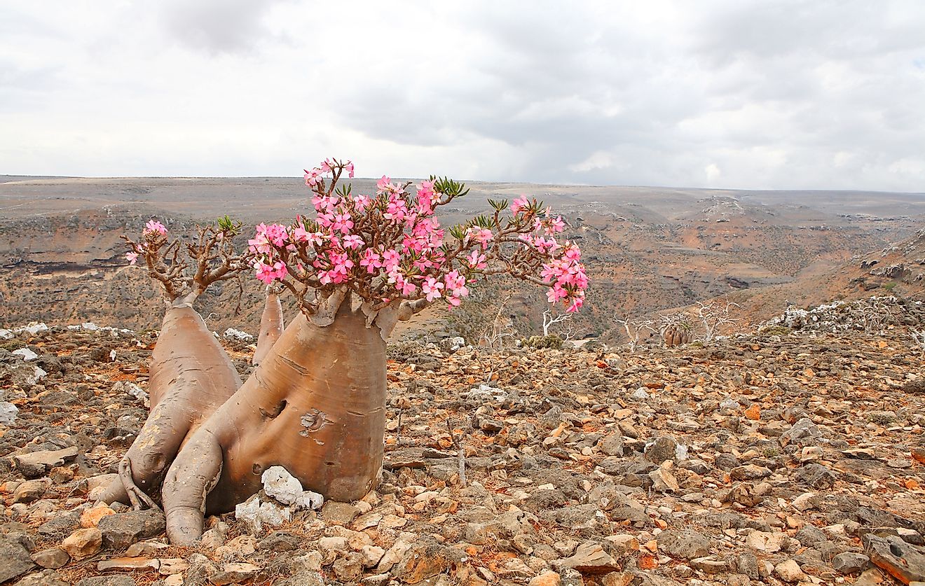 Bottle tree - adenium obesum – endemic tree of Socotra Island. Image credit: Vladimir Melnik/Shutterstock.com