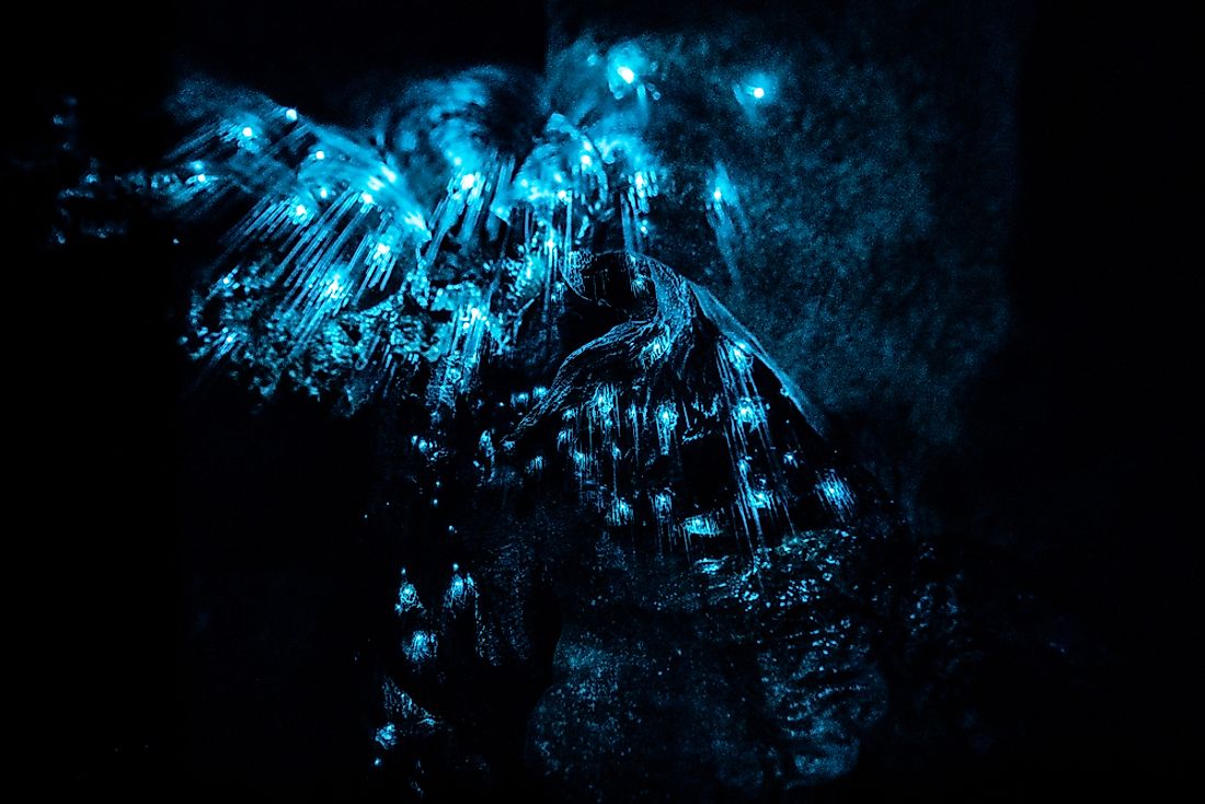 The luminescent New Zealand glowworms illuminate the Waitomo Glowworm Caves. 
