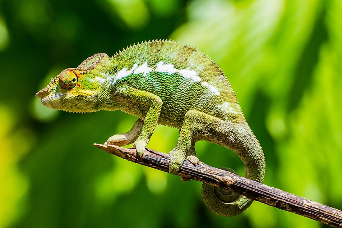 Chameleons are known for their ability to change colors. 