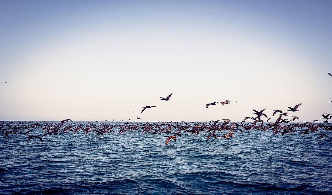 The Humboldt Current is important for the wildlife of western South America.