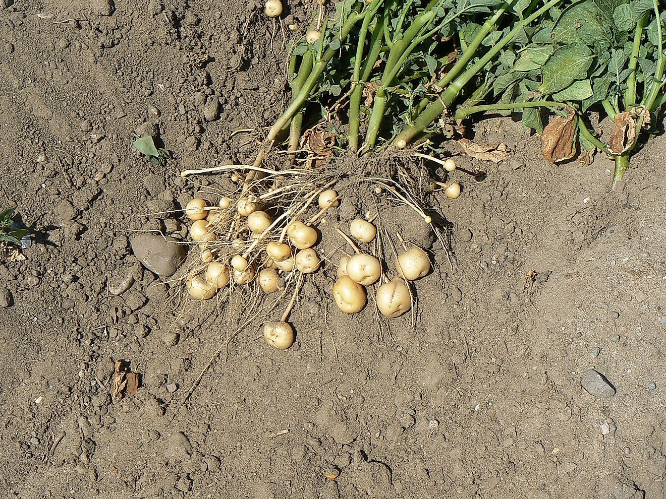 Potato plant with revealed tubers. Image credit: BASFPlantScience/Wikimedia.org