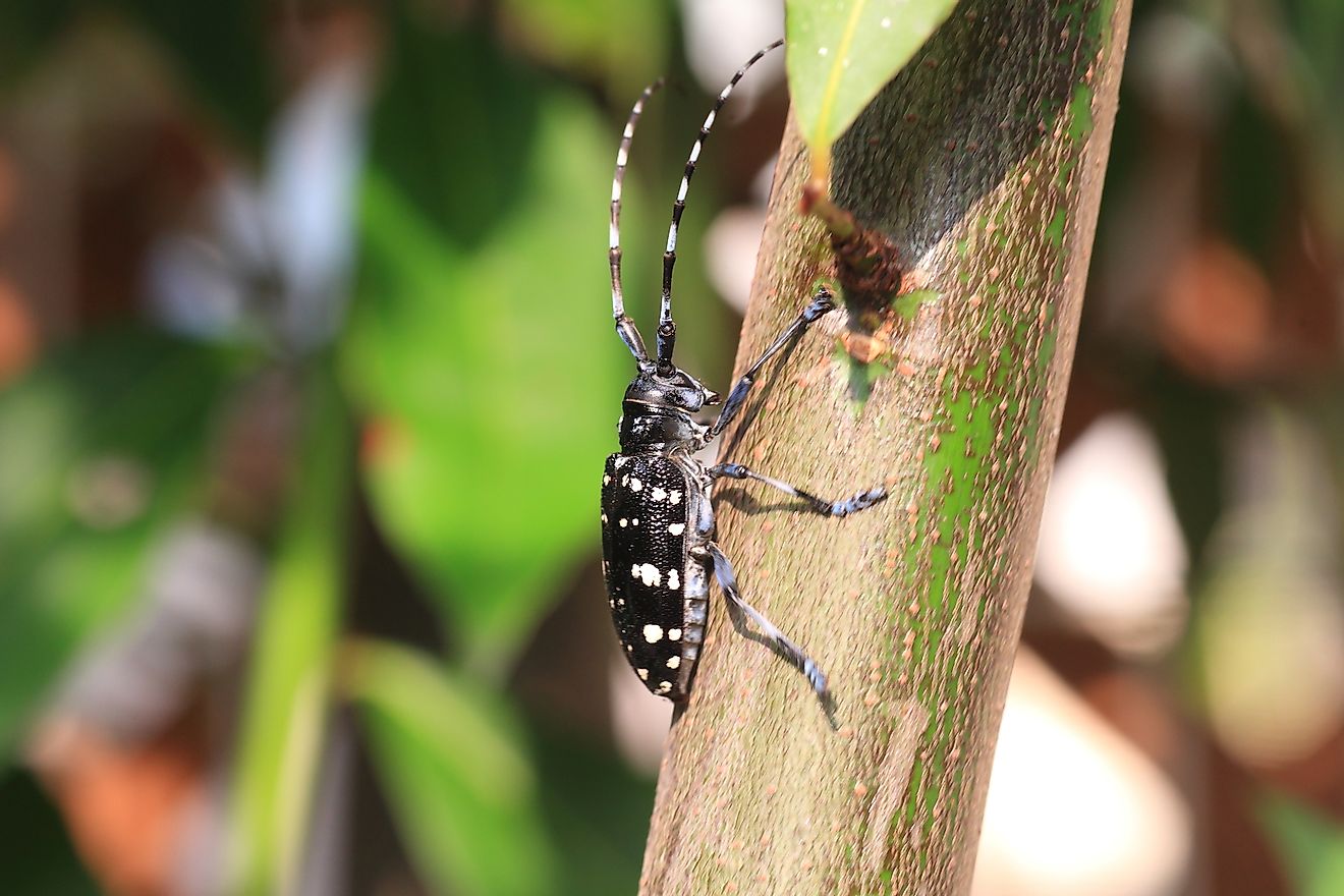 Asian long-horned beetle (Anoplophora malasiaca) in Japan. Image credit: Feathercollector/Shutterstock.com