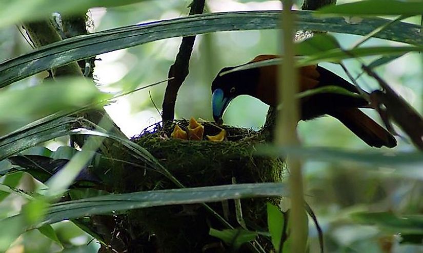 The helmet vanga is the iconic bird species of Marojejy National Park.