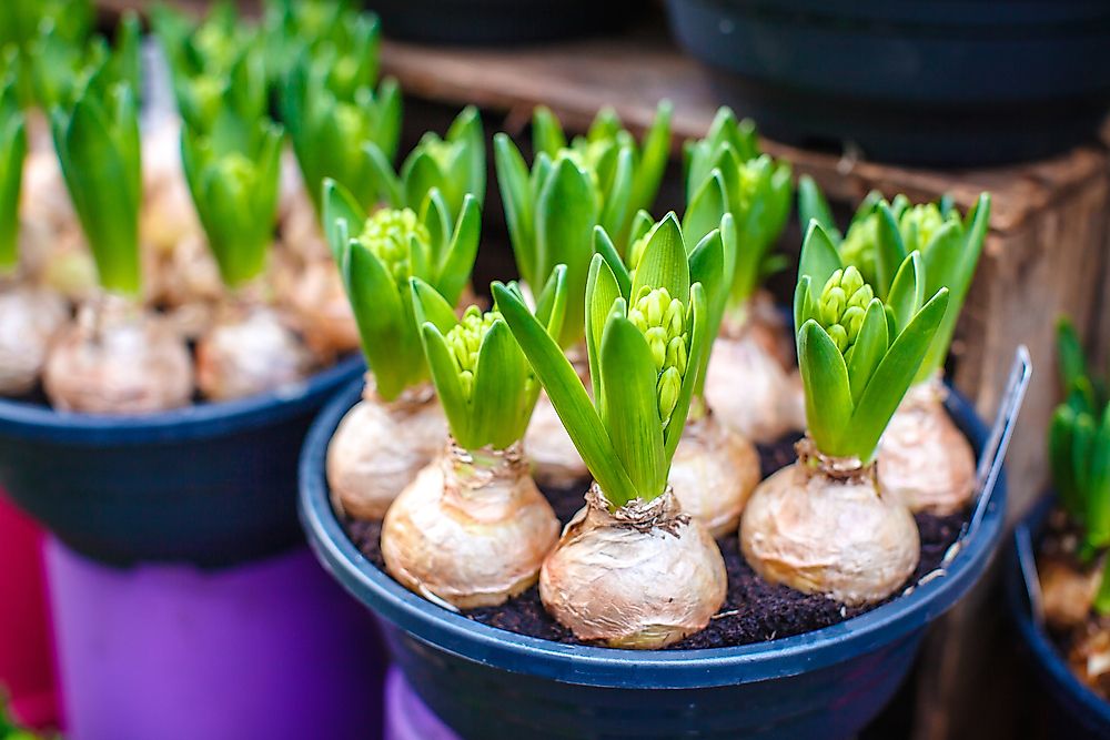 Tulip bulbs in a floral market in Amsterdam.