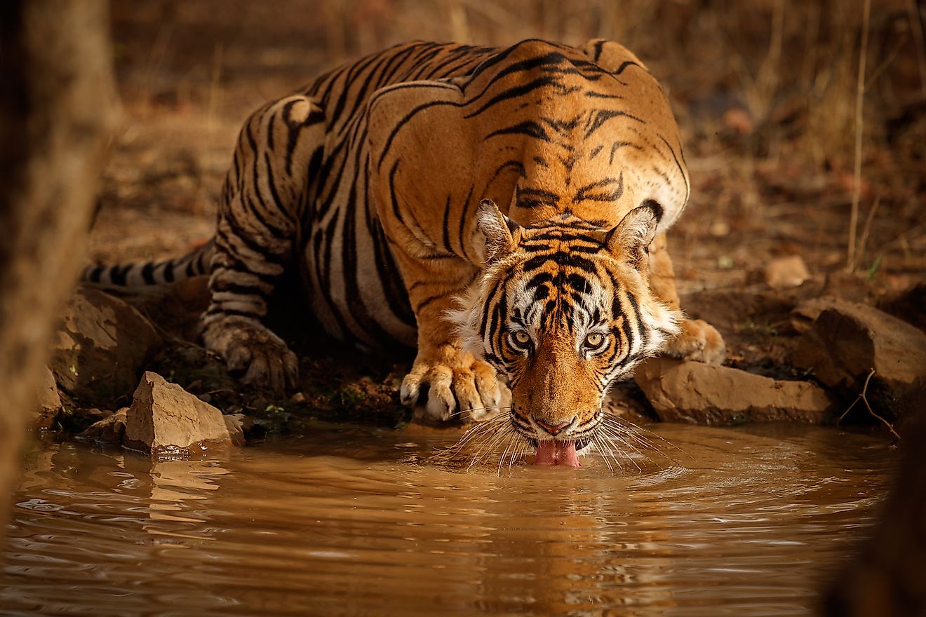 A tiger drinking water. Image credit: PhotocechCZ/Shutterstock.com
