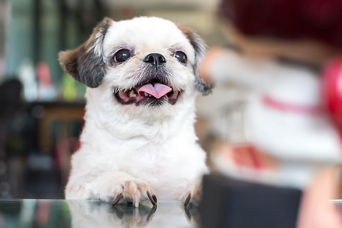 A Shih Tzu dog. 