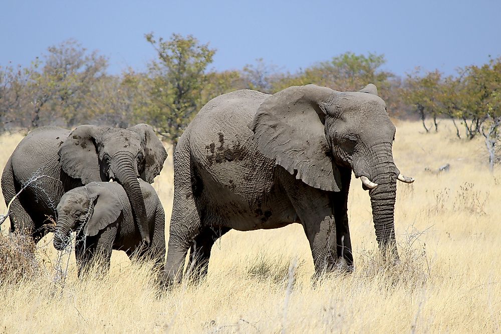 Elephants in the Kalahari Desert.