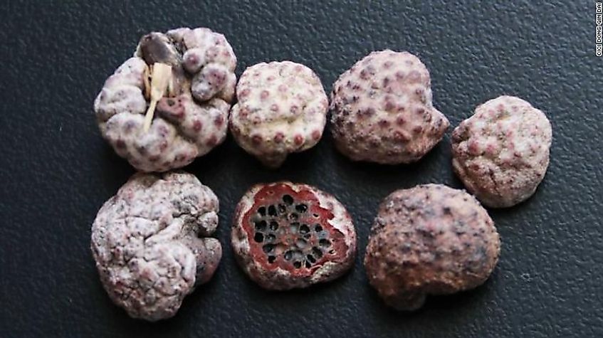 Rubroshiraia Bambusae