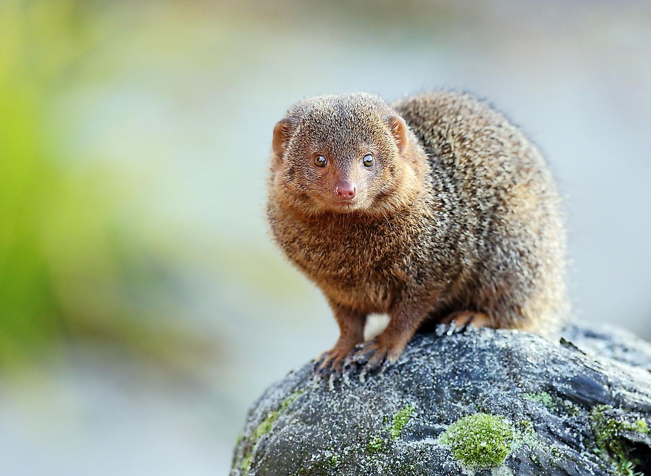 The dwarf mongoose can be found in Africa, and it is the smallest species of mongoose.