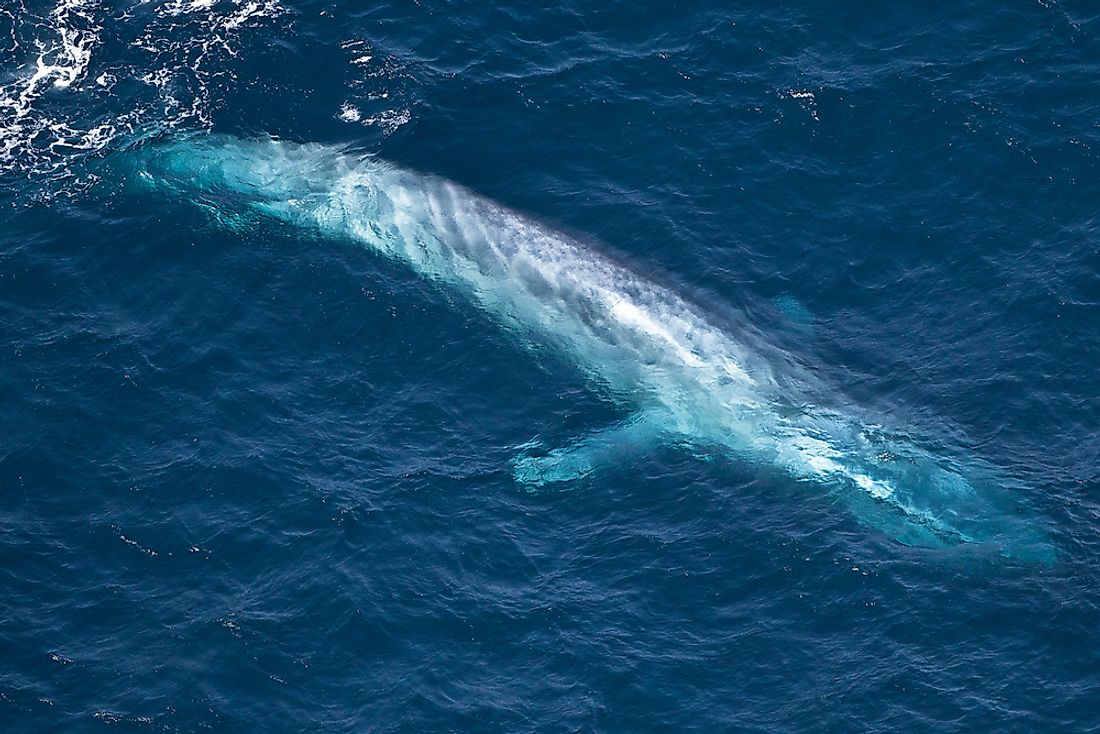 The tail of a blue whale in the Indian Ocean. 