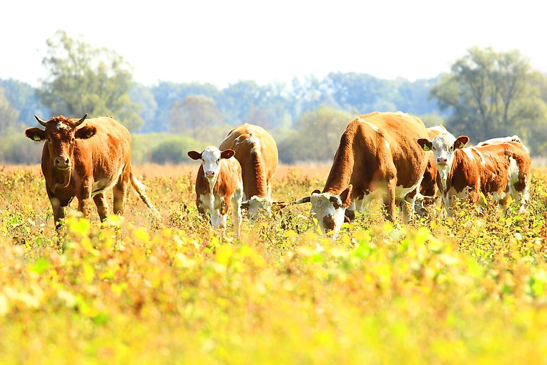 Sustainable agricultural practices apply to both livestock and crop producing farms. 