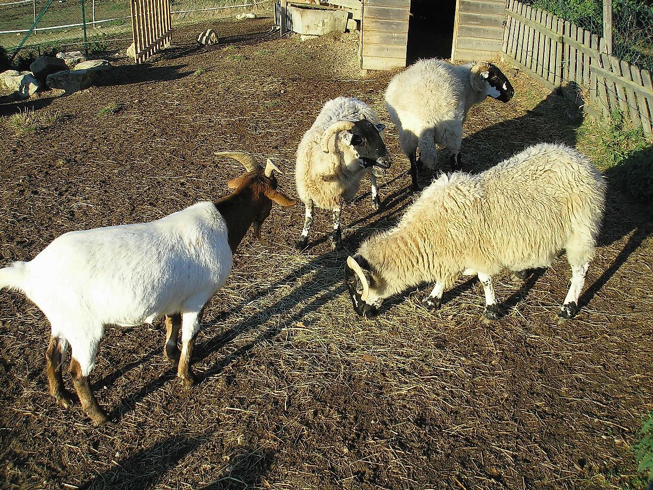 Farmed Sheep And Goats