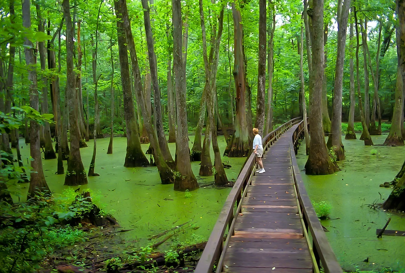 Cypress Swamp along the Natchez Trace Parkway, Mississippi. Image credit: Dennis MacDonald / Shutterstock.com
