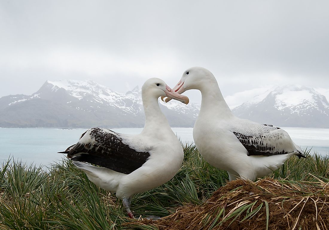wandering albatross beside human