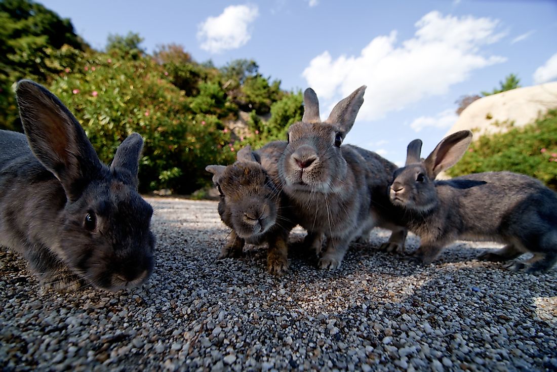 Okunoshima is home to about 1,000 wild bunnies. 