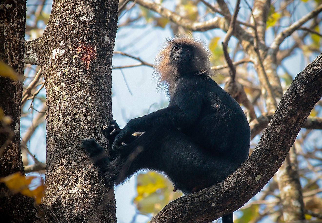 A Nilgiri langur. Image credit: Hari Praved/Shutterstock.com