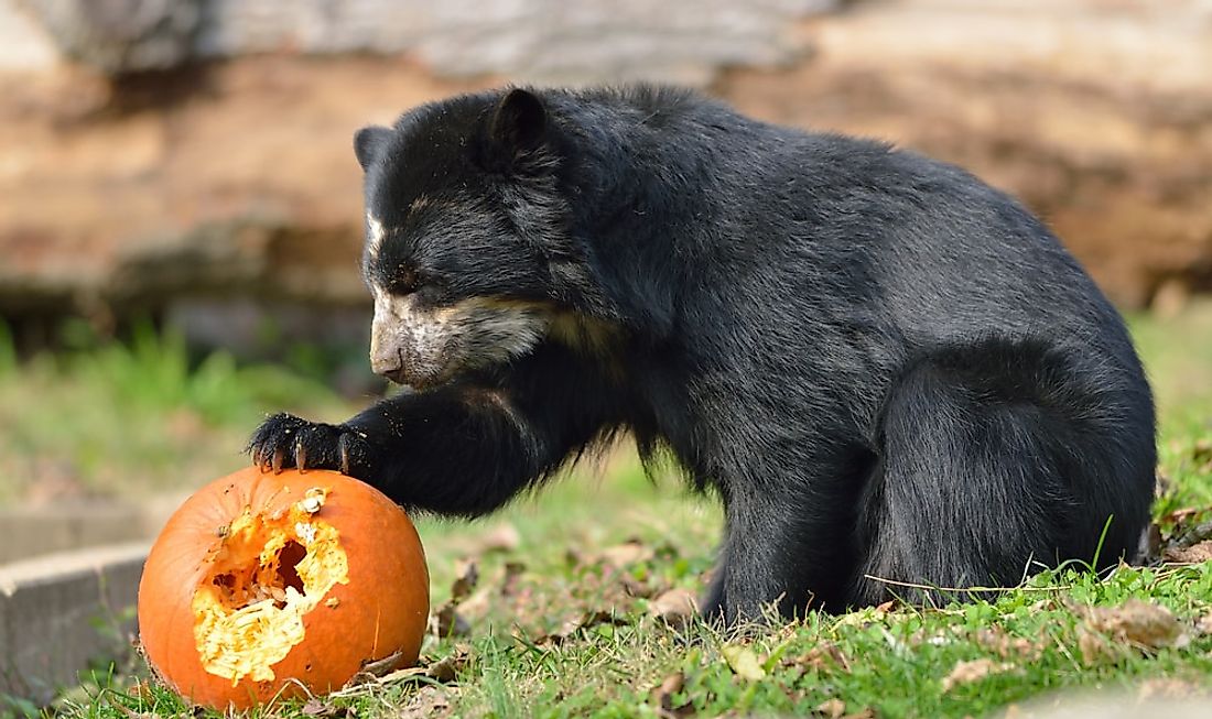 A spectacled bear eating a pumpkin. 