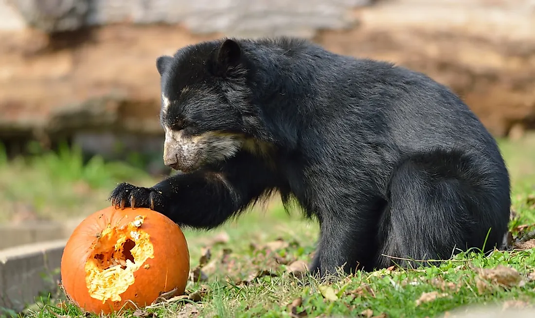 A spectacled bear eating a pumpkin.