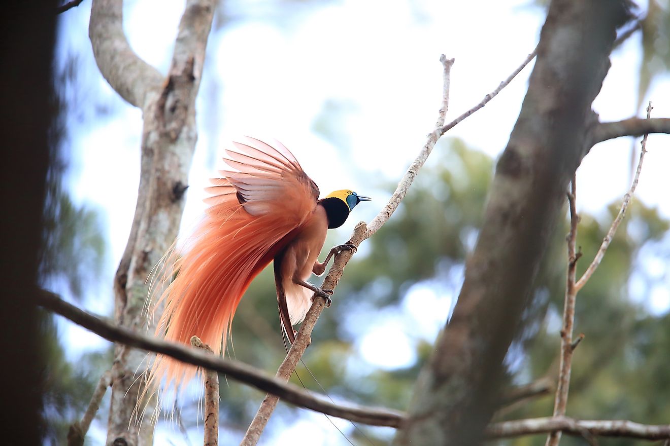 Raggiana Bird-of-paradise in Varirata National Park, Papua New Guinea.