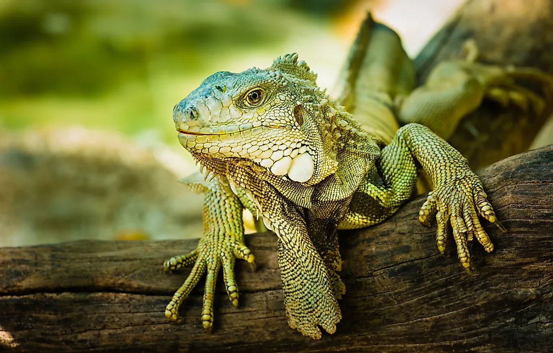 A green iguana. 