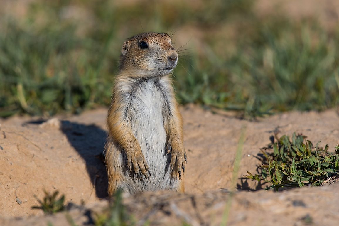 Black-tailed prairie dogs are a thriving species today, easily distinguishable from other prairie dogs by the dark ends of their tails.