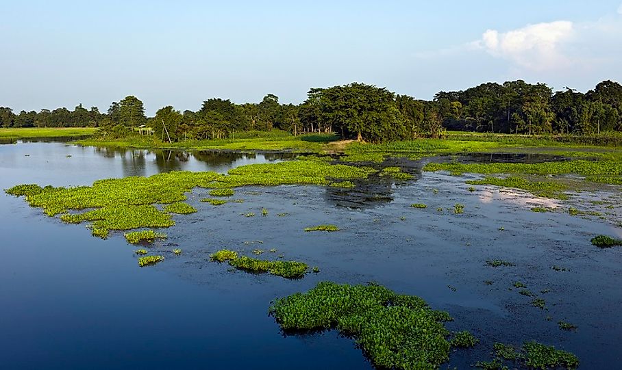 Brahmaputra wetlands on Majuli Island.