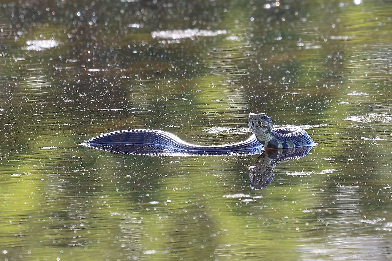 A large venomous water moccasin, one of the species found in Arkansas. 