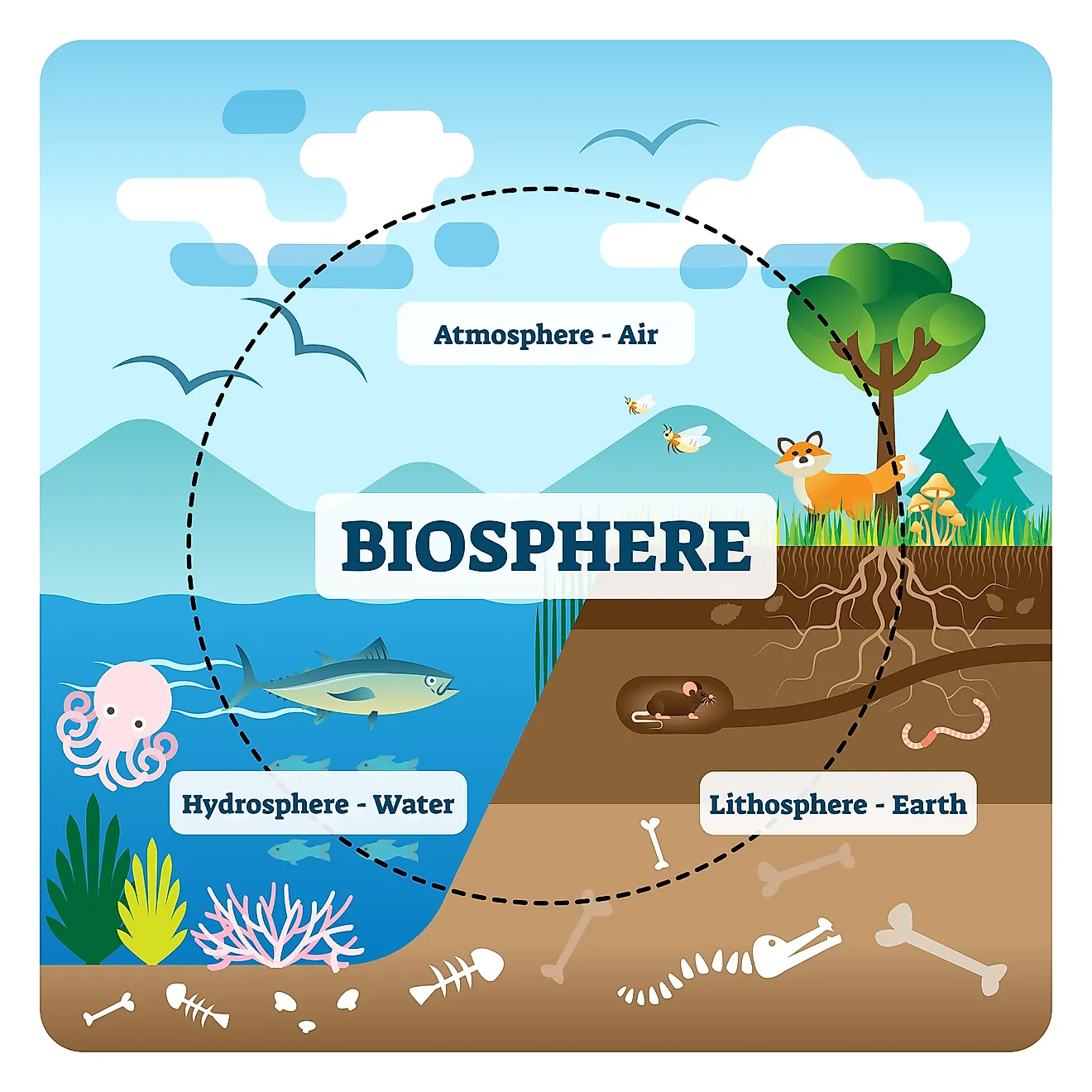 Biology - Mind Map