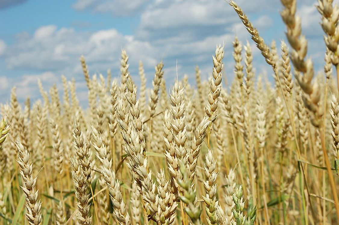 One of Turkmenistan's most valuable natural resources is wheat.