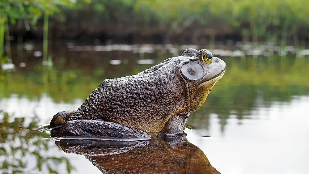 A North American bullfrog. 