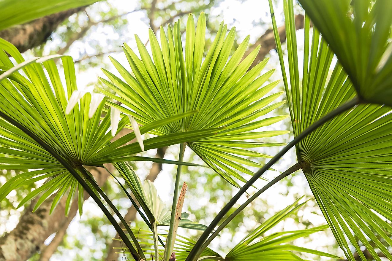 Chinese Fan Palm