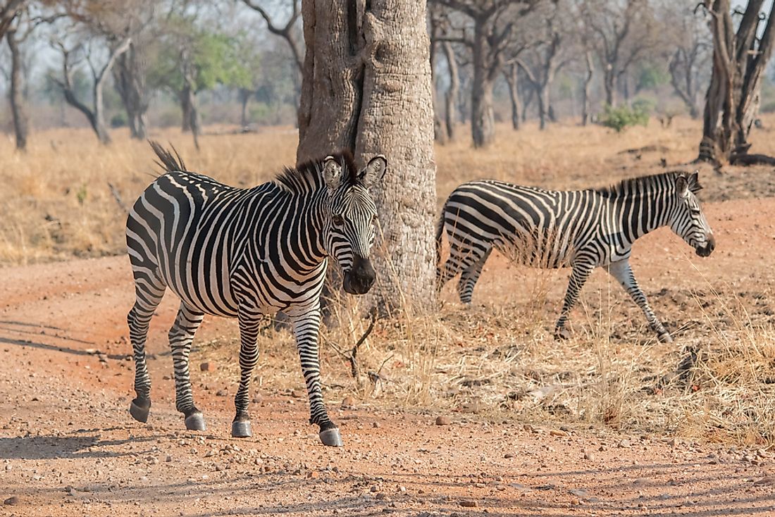 Crawshay's zebras. 