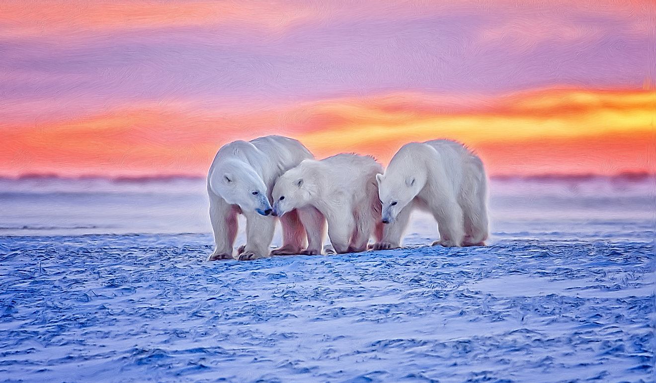 Polar bear family in the Arctic sunset.