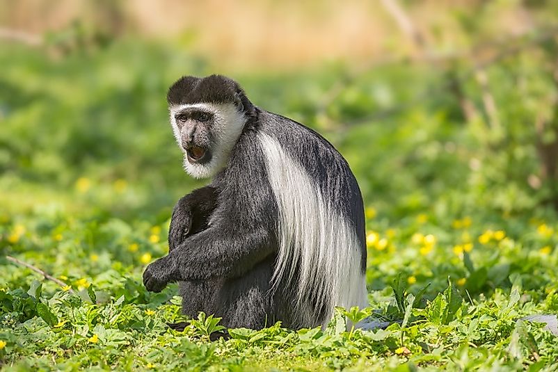 A black-and-white colobus monkey (Mantled guereza) in a savanna-woodlands transition zone in southwestern Chad.
