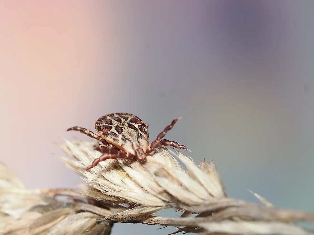 American Dog Tick (Dermacentor variabilis)​