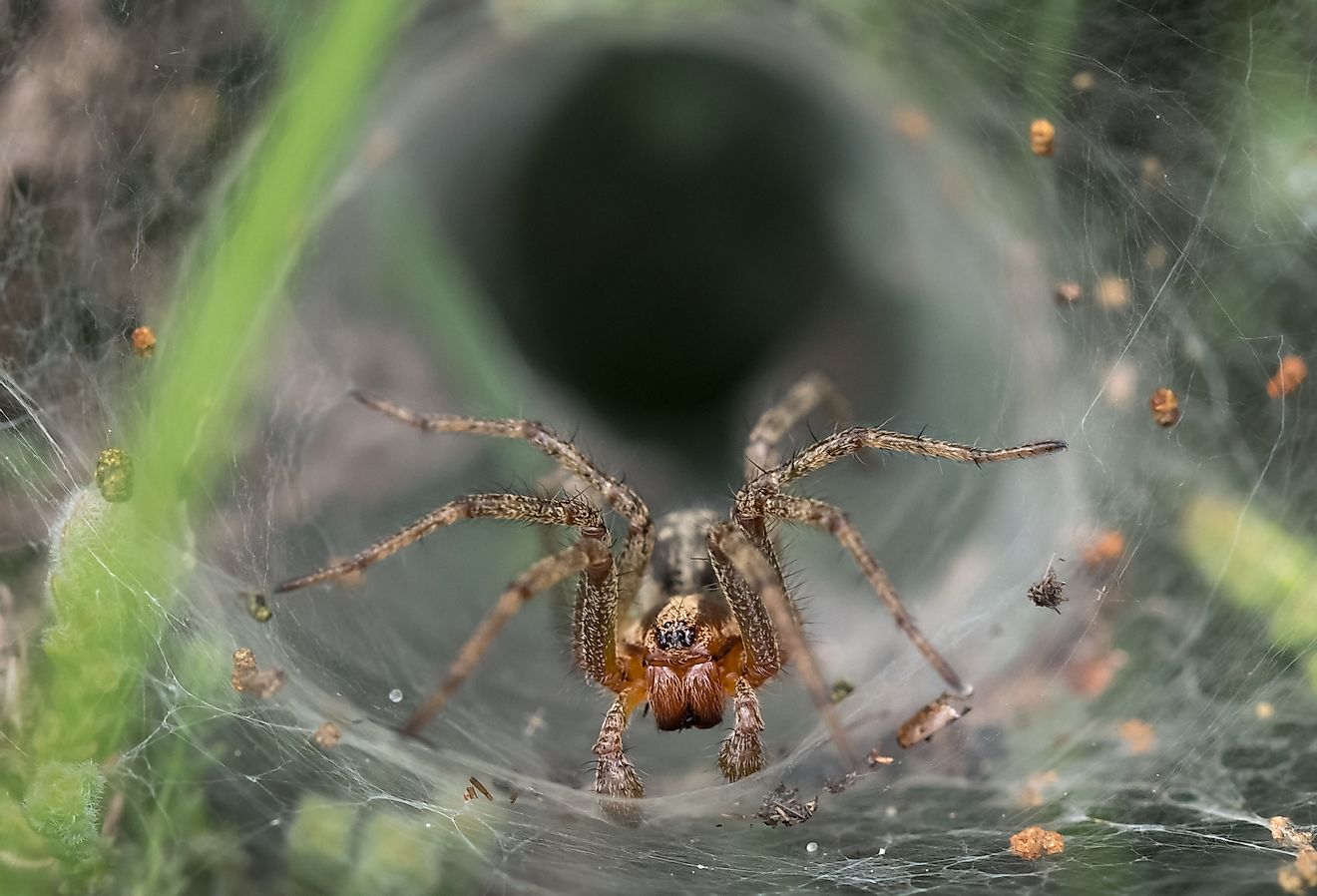 Funnel-web Spider in its web.
