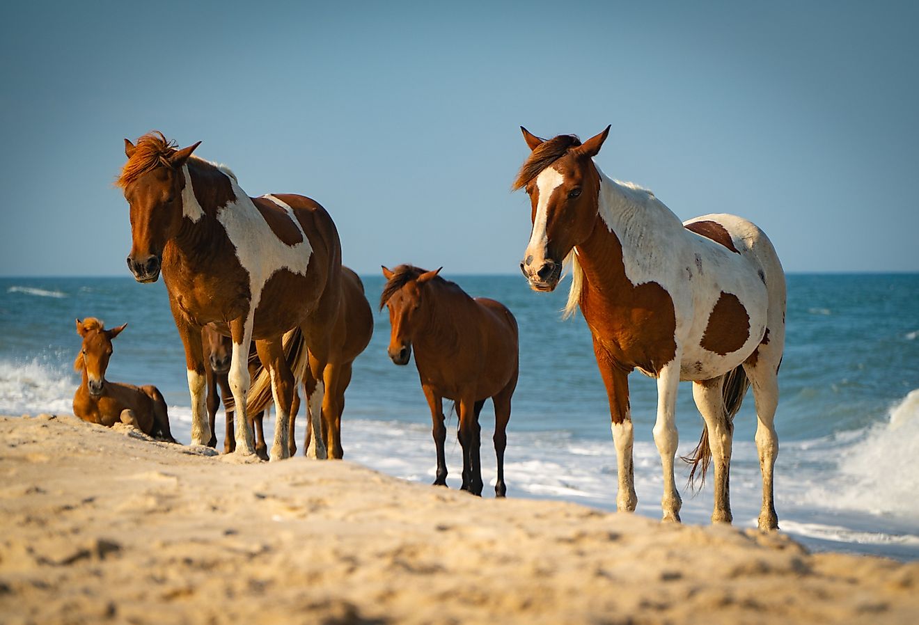 Assateague Island Wild Horses on Beach.