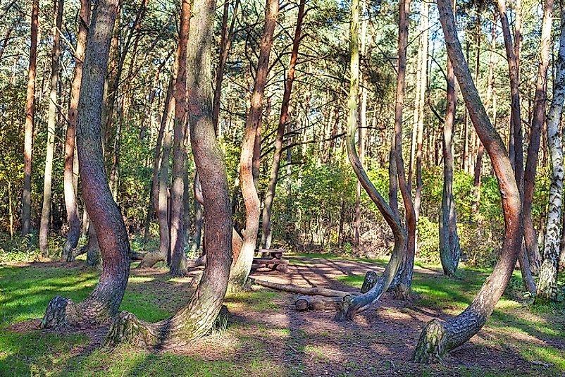 Twisted pines in the Crooked Forest of Poland.