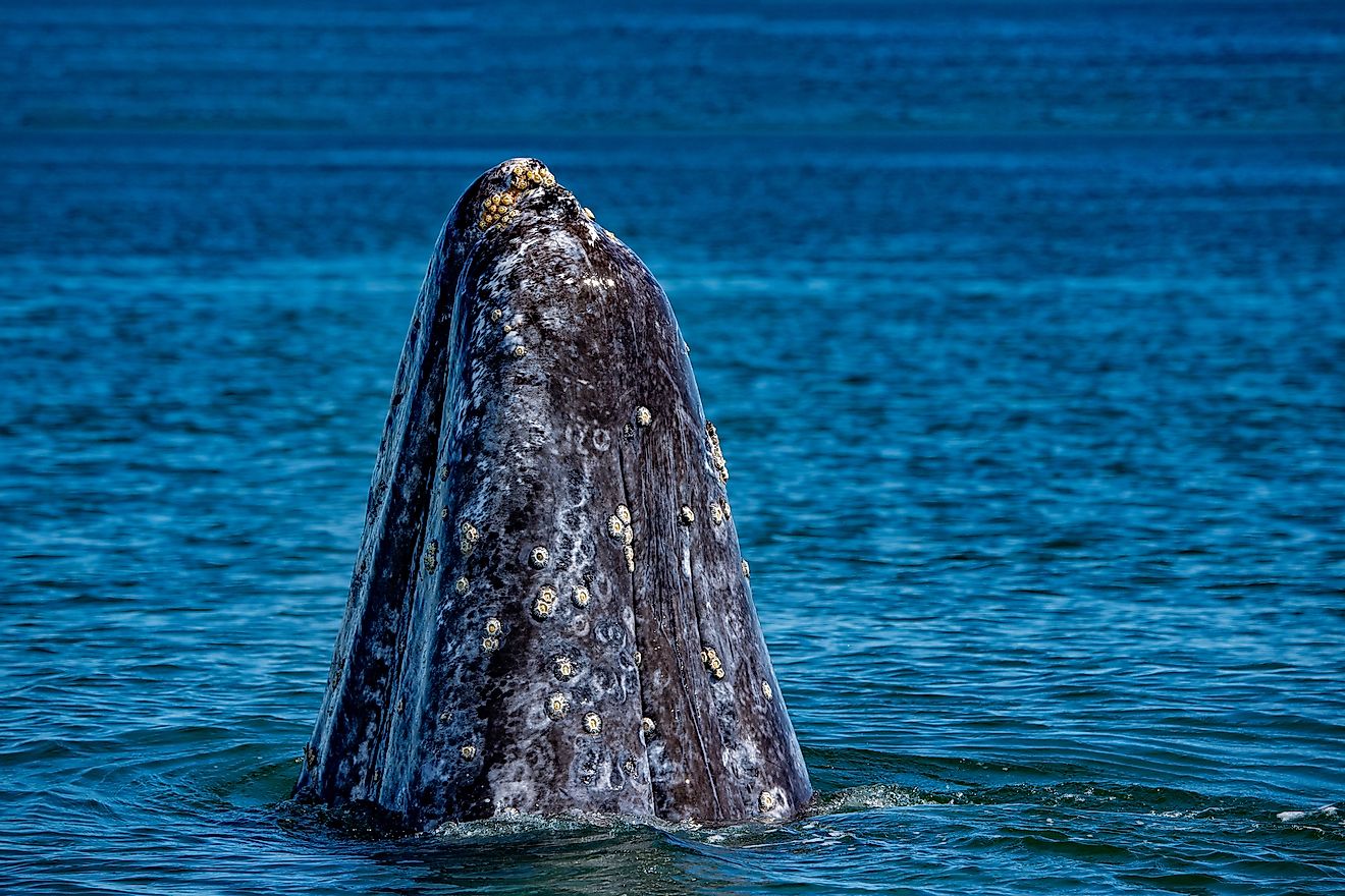 A gray whale in the Pacific Ocean. Image credit: Andrea Izzotti/Shutterstock.com