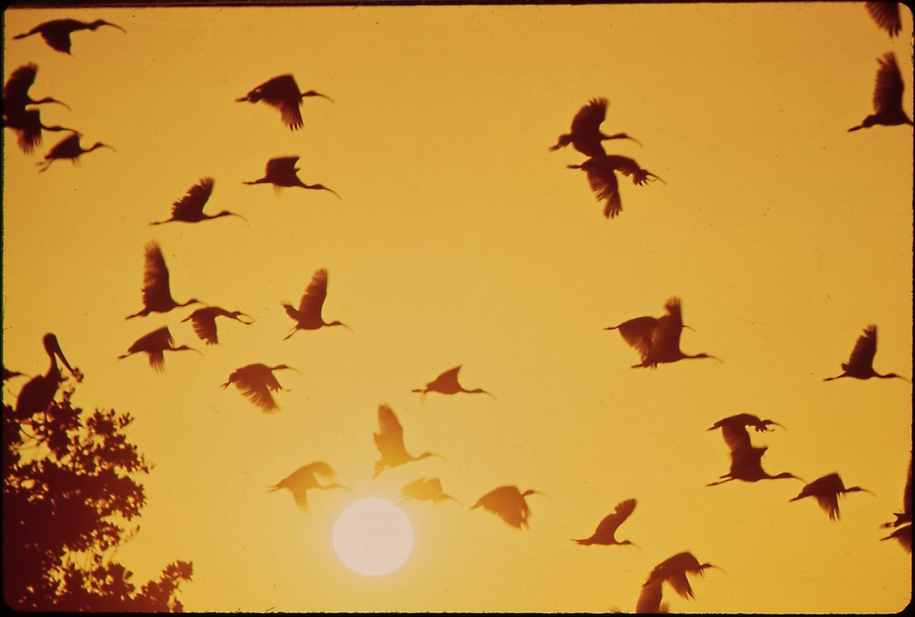 Birds take flight near Chokoloskee, Florida.