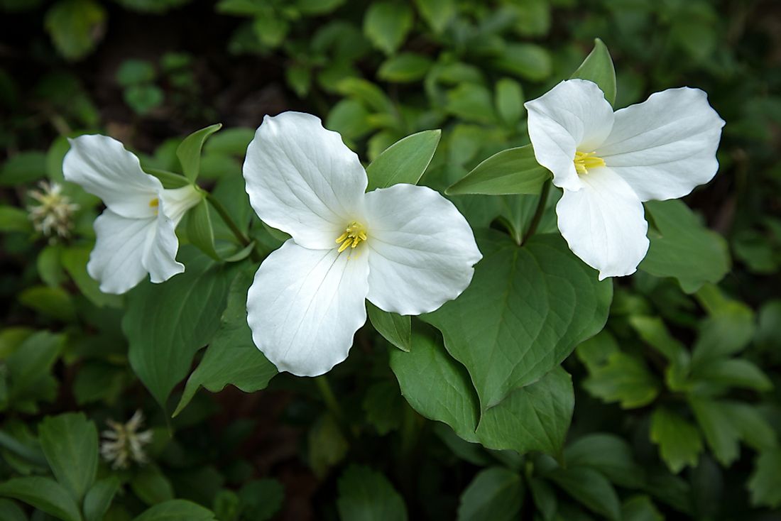 The trillium, Ontario's provincial flower. 